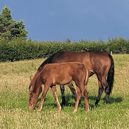 Lejlighed Tarnside *