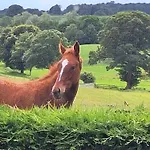 Lejlighed Tarnside Brampton (Cumbria)